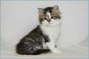 Female Siberian Kitten from Deedlebug Siberians